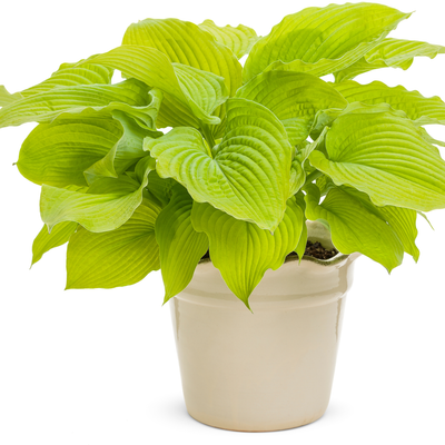 Shadowland® 'Coast to Coast' Hosta (Hosta hybrid)