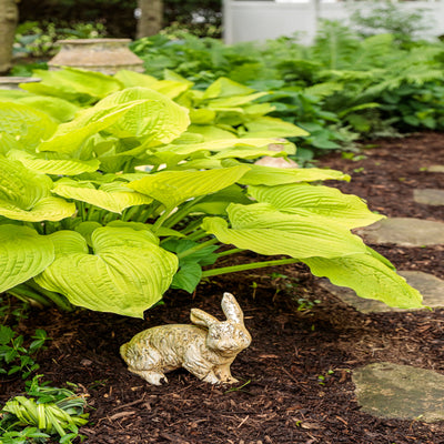 Shadowland 'Coast to Coast' Hosta in use.