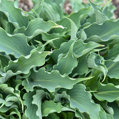 Shadowland® 'Waterslide' Hosta (Hosta hybrid)