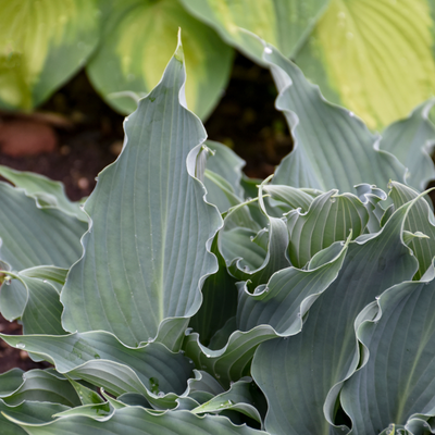 Shadowland® 'Waterslide' Hosta (Hosta hybrid)