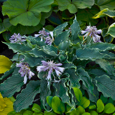 Shadowland® 'Waterslide' Hosta (Hosta hybrid)