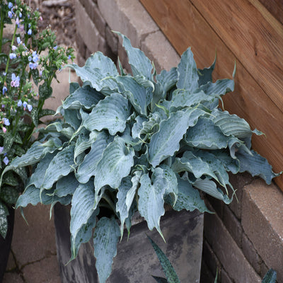 Shadowland 'Waterslide' Hosta in use.