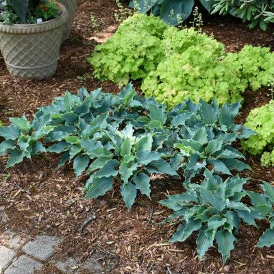 Shadowland 'Waterslide' Hosta in use.