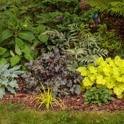 Shadowland 'Waterslide' Hosta in use.