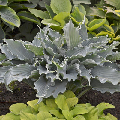 Shadowland 'Waterslide' Hosta in use.