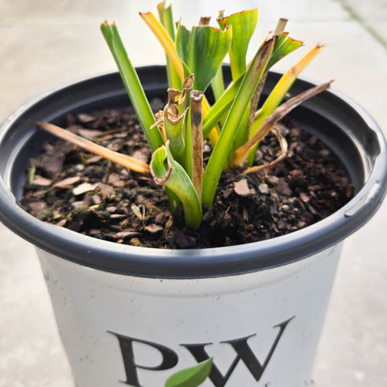 Shadowland® Waterslide (Hosta hybrid)