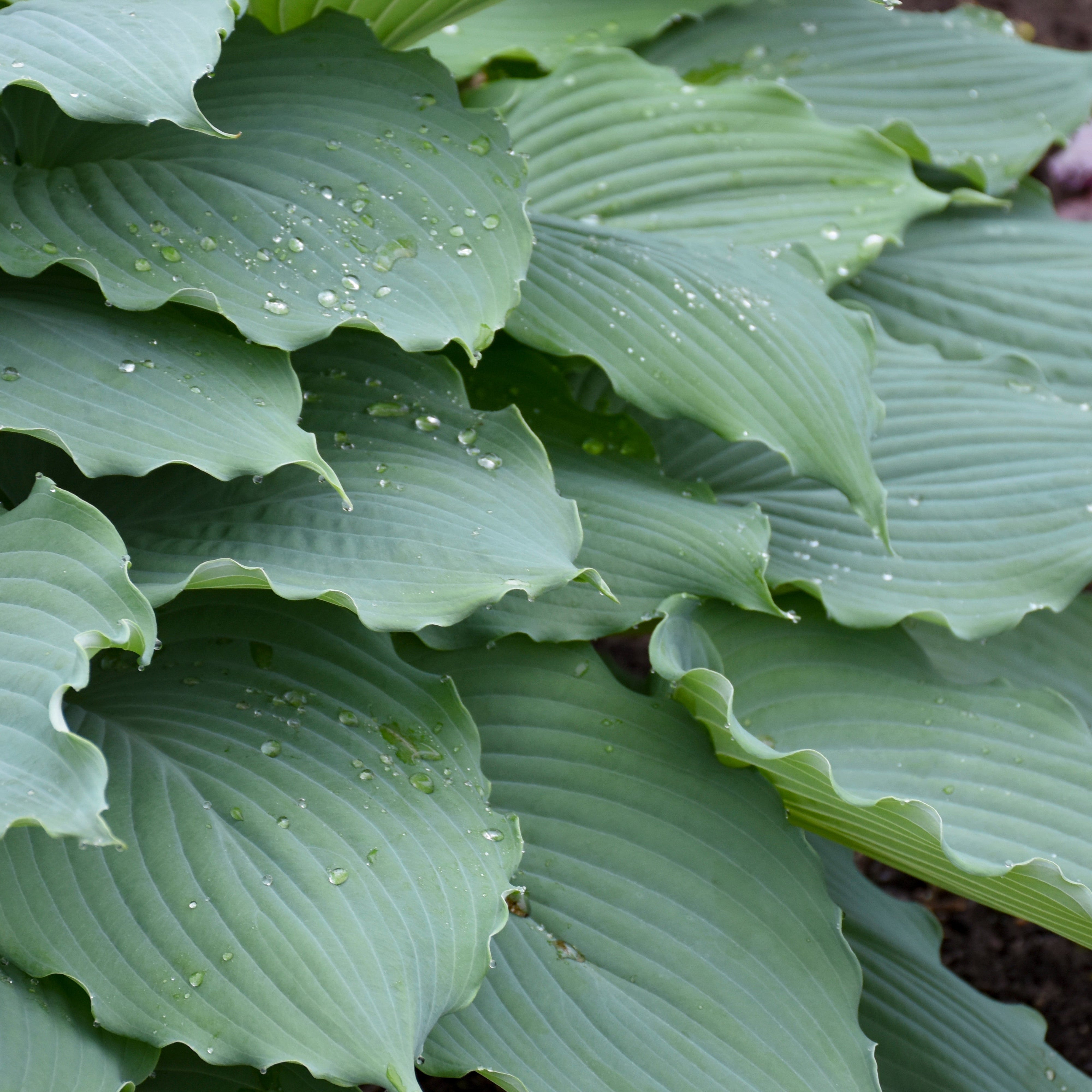 Hosta | Shadowland® 'Diamond Lake' | Proven Winners® Perennials