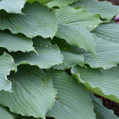 Shadowland 'Diamond Lake' Hosta in focus.