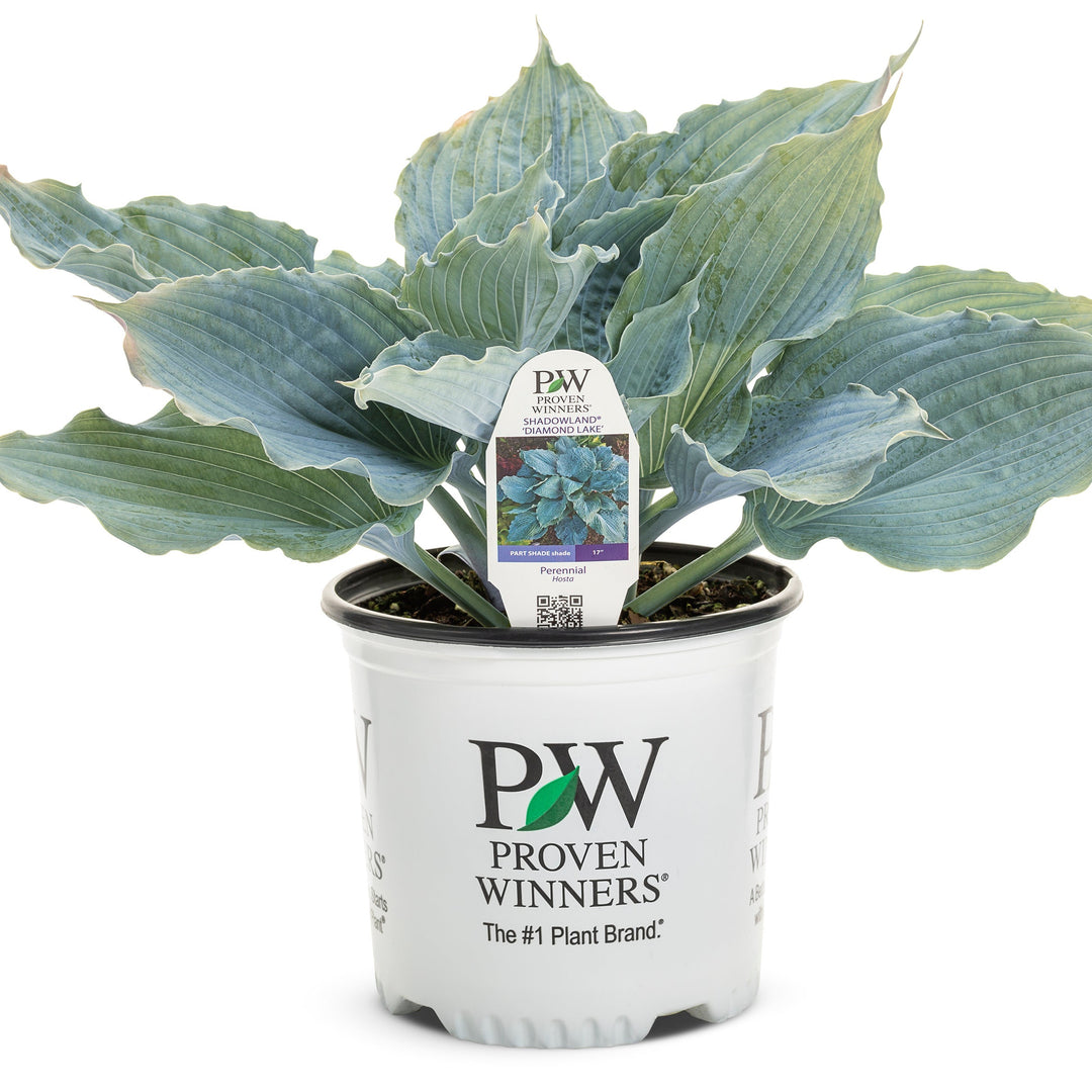 potted hosta plants for sale Hosta | Shadowland® 'Diamond Lake'
