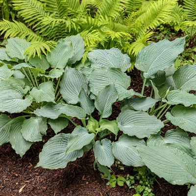 Shadowland 'Diamond Lake' Hosta in use.