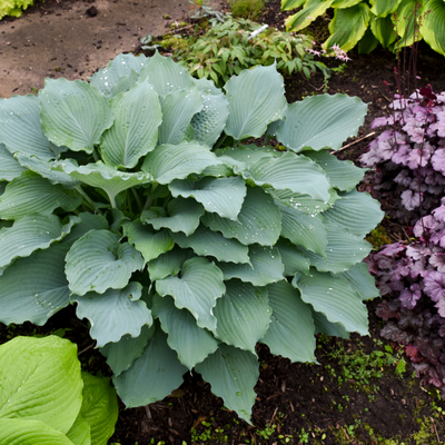 Shadowland® 'Diamond Lake' Hosta (Hosta hybrid)