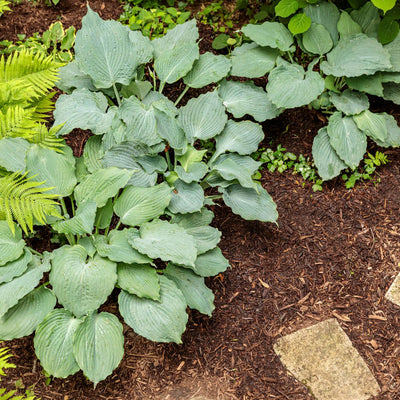 Shadowland® 'Diamond Lake' Hosta (Hosta hybrid)