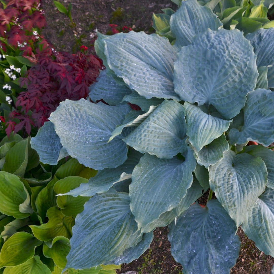 blue hosta plant Proven Winners HOSPWP2097103 Shadowland Diamond Lake Hosta Live Plant, 0.65 Gallon