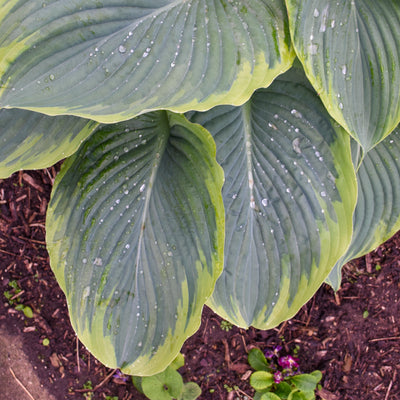 Shadowland 'Wu-La-La' Hosta up close.