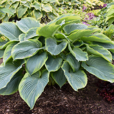 Shadowland 'Wu-La-La' Hosta in focus.