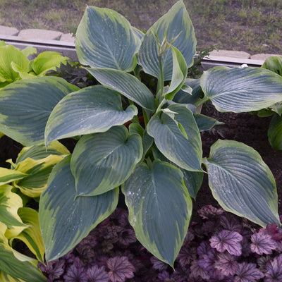 Shadowland® 'Wu-La-La' Hosta (Hosta hybrid)