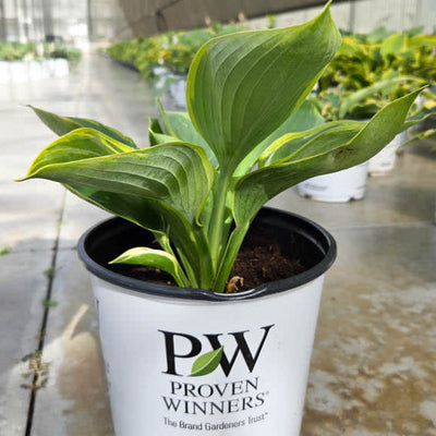 Shadowland 'Wu-La-La' Shadowland 'Wu-La-La' Hosta in use.