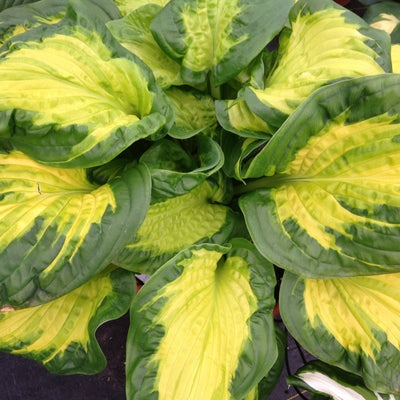 Shadowland 'Etched Glass' Shadowland 'Etched Glass' Hosta up close.