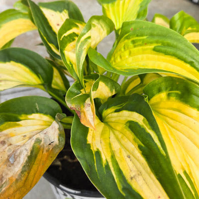 Shadowland 'Etched Glass' Shadowland 'Etched Glass' Hosta in dormancy.