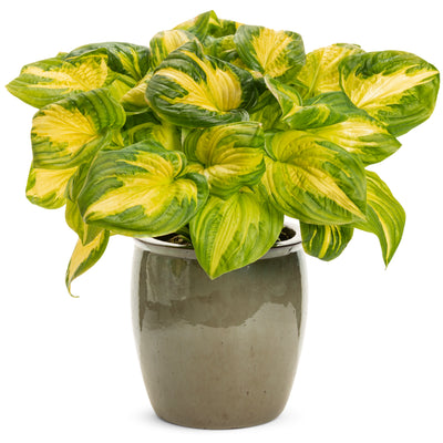 Shadowland® 'Etched Glass' Hosta (Hosta hybrid)