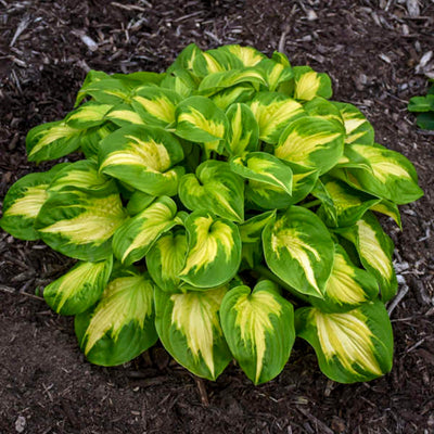 Shadowland 'Etched Glass' Shadowland 'Etched Glass' Hosta in focus.