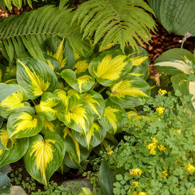 Shadowland® 'Etched Glass' Hosta (Hosta hybrid)