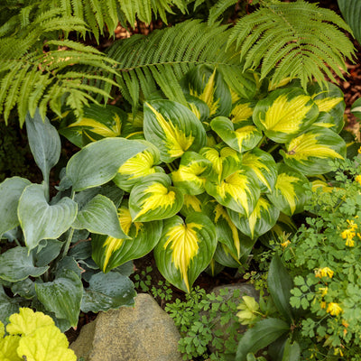 Shadowland 'Etched Glass' Shadowland 'Etched Glass' Hosta in use.