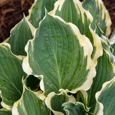 Shadowland 'Hope Springs Eternal' Shadowland 'Hope Springs Eternal' Hosta up close.