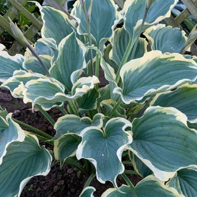 Shadowland 'Hope Springs Eternal' Hosta up close.