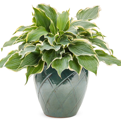 Shadowland® 'Hope Springs Eternal' Hosta (Hosta hybrid)