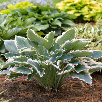 Shadowland 'Hope Springs Eternal' Shadowland 'Hope Springs Eternal' Hosta in focus.