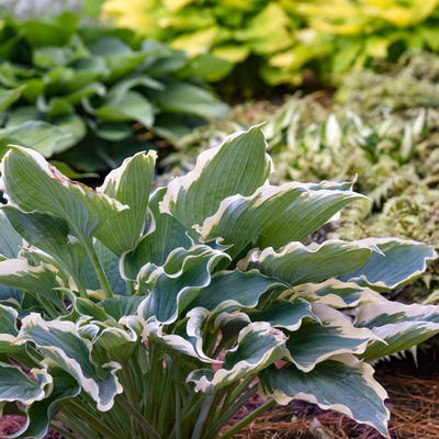 Shadowland 'Hope Springs Eternal' Shadowland 'Hope Springs Eternal' Hosta in use.