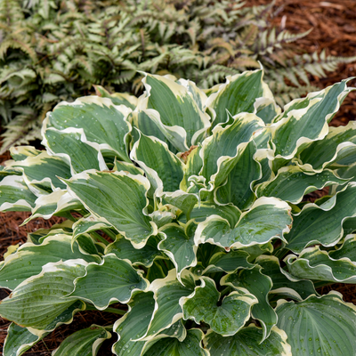 Shadowland 'Hope Springs Eternal' Shadowland 'Hope Springs Eternal' Hosta in use.