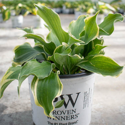 Shadowland® 'Hope Springs Eternal' (Hosta)