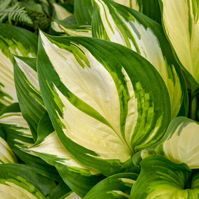 Shadowland 'Miss America' Hosta up close.