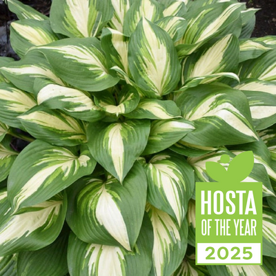 Shadowland® 'Miss America' Hosta close up.