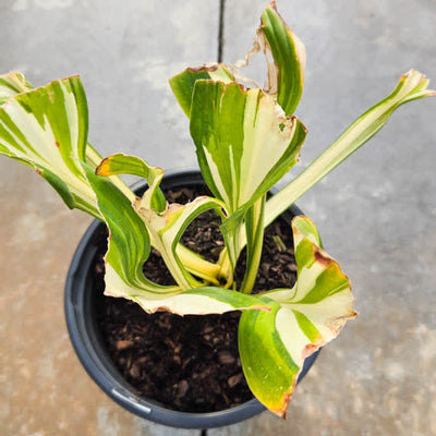 Shadowland 'Miss America' Shadowland 'Miss America' Hosta in dormancy.