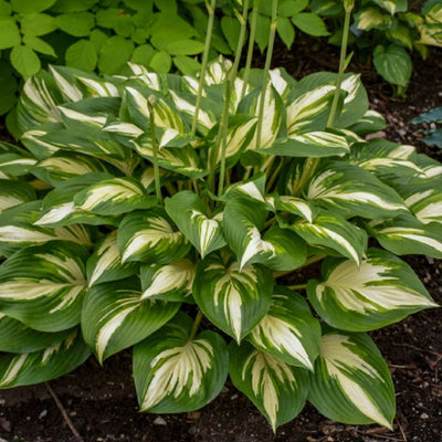 Shadowland 'Miss America' Hosta in focus.