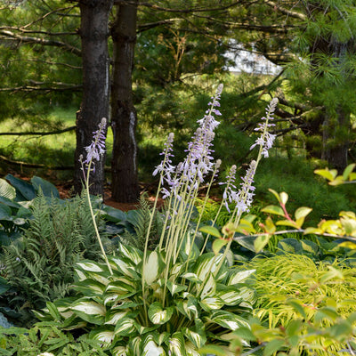 Shadowland 'Miss America' Hosta in use.