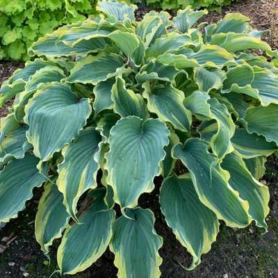 Shadowland 'Voices in the Wind' Hosta up close.