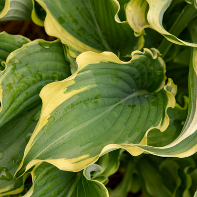 Shadowland 'Voices in the Wind' Hosta up close.