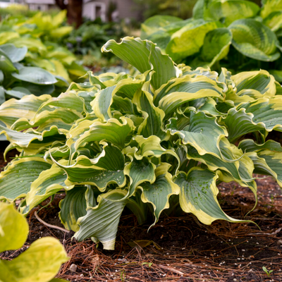 Shadowland 'Voices in the Wind' Hosta in focus.