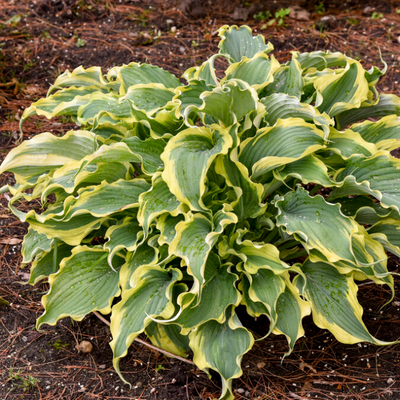 Shadowland 'Voices in the Wind' Hosta in use.