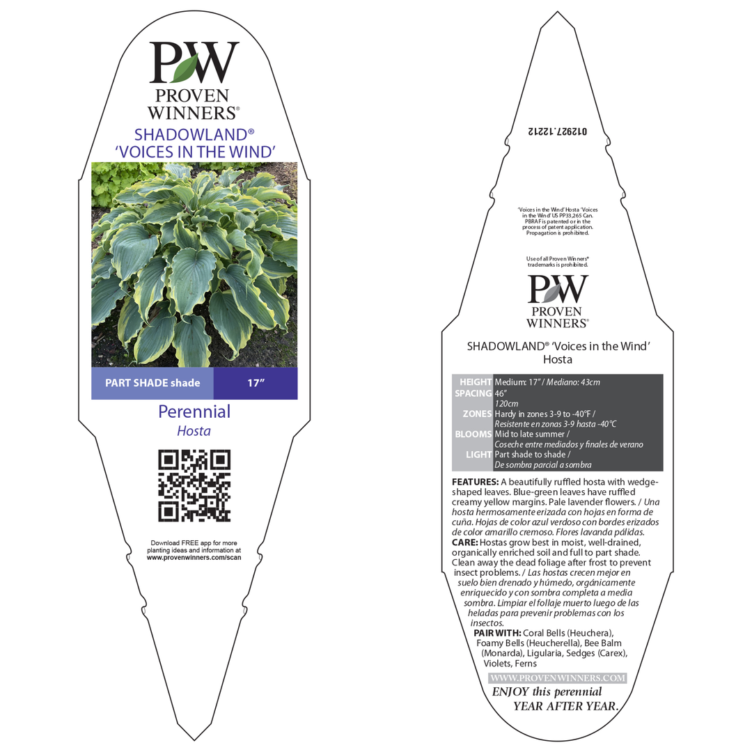 Hosta | Shadowland® 'Voices in the Wind' | Proven Winners