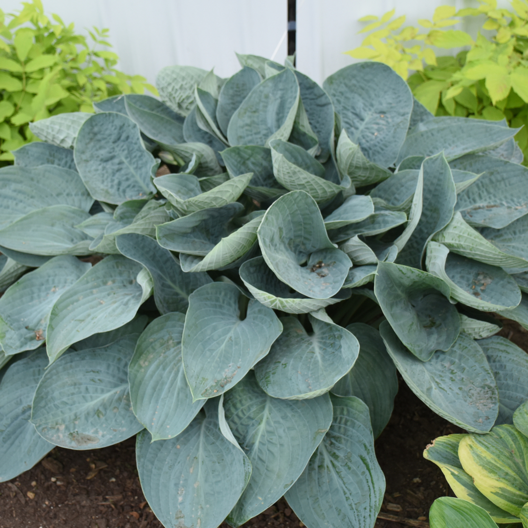 Hosta | Shadowland® 'Above the Clouds' | Proven Winners