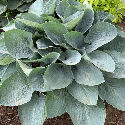 Shadowland 'Above the Clouds' Hosta up close.