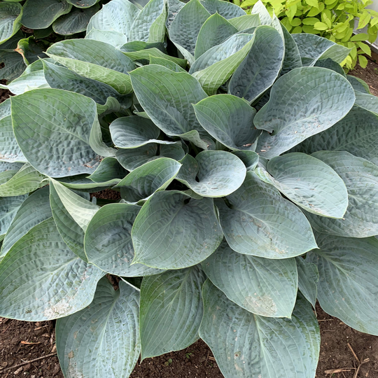 Shadowland® 'Above the Clouds' Hosta