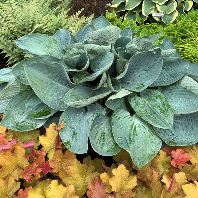 Shadowland 'Above the Clouds' Shadowland 'Above the Clouds' Hosta in use.