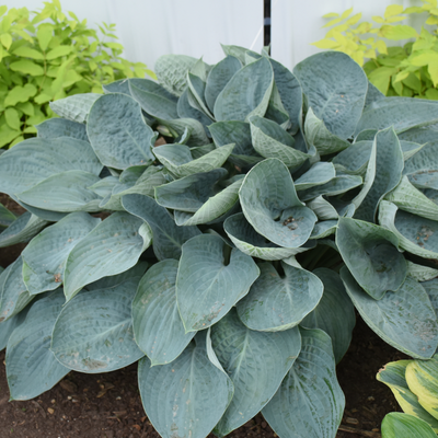 Shadowland 'Above the Clouds' Hosta in use.