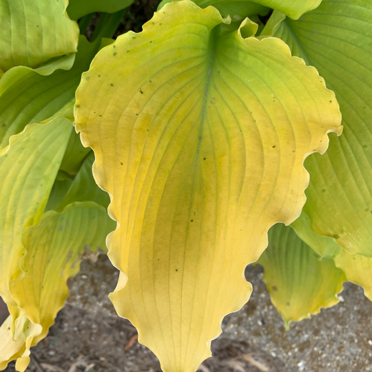 Shadowland® 'Echo the Sun' Hosta